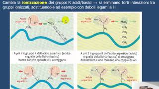 La denaturazione delle proteine HD [upl. by Kurth238]