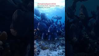 Humphead parrotfish sipadan sabah scubadiving [upl. by Pejsach]