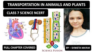 Transportation In Animals amp Plants  Class 7  Science NCERT  Full Chapter Covered [upl. by Pearman248]