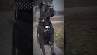 Cane Corso Dog Hidden Facts shorts ytshorts funnyanimals youtubeshorts trending [upl. by Tybald]