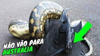 6 Bons motivos para não viajar para Austrália 😱😱 [upl. by Humfrid42]