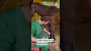 Diagnosticado com tenossinovite em cavalos confira o vídeo para entender ortopediaequina [upl. by Deina917]