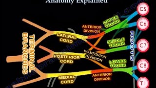 Brachial Plexus Brachial Plexus anatomy [upl. by Acinnej470]