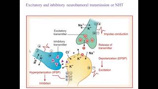 Neurohumoral transmission [upl. by Jonina]