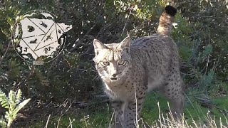 😼RECOPILACIÓN DE LINCES IBÉRICOS Lynx pardinus de la Sierra de Andújar Enero 2022 [upl. by Letsyrk]