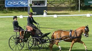 14 PIROTTE Gilles BEL WCH Ponies P1 Oirschot NED part of Dressage 30 08 2023 [upl. by Ylliw]