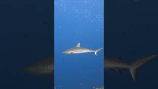 Grey reef shark passes diver at Blue Corner Palau shark diving underwater [upl. by Dolph]