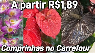 Rosas do deserto a partir 459  Plantas do Carrefour [upl. by Purcell]