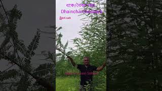 ধঞ্চেধৈঞ্চা গাছDhainchaSesbania plant botany ধৈঞ্চা Sesbania plantmedicine lifecraftiqbal [upl. by Hahnke]