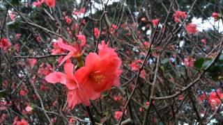 Flowering Quince  Chaenomeles speciosa  Japanese Quince  zhou pi mugua HD 01 [upl. by Anaid]