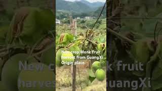 New crop Monk fruit harvest from GuangXi Origin placemonkfruit Guangxi driedmonkfruit China [upl. by Ahtenak]