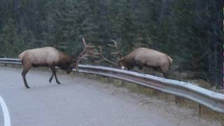 Guard Rail Elk Fight [upl. by Penrod440]