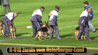 2010 SV BSZS NKGR part 10 Zerxis vom OsterbergerLand HD [upl. by Ilarrold36]