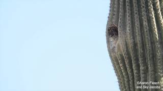 Pygmyowl flying into nest with food [upl. by Ecidnacal626]