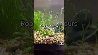 Ropefish Devours Beefheart fishtank aquarium fishkeeping ropefish [upl. by Htide]