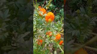 Marigold Flowers garden  Banthi poola thota [upl. by Eneryc]