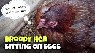 Backyard Chickens  Broody hen sitting on eggs [upl. by Bela]