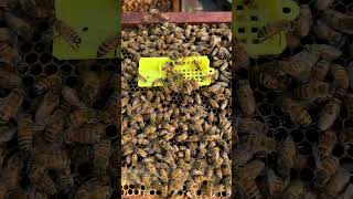 bee beekeeper beeslife beekeeping beelife honey beelove beehive honeybee [upl. by Soloman]