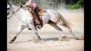 Timber Reining Horse Music Video [upl. by Imorej]