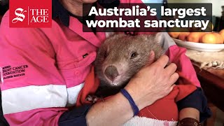 Wombat Woman Australia [upl. by Ateloj899]