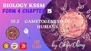 152 GAMETOGENESIS IN HUMANS [upl. by Rentsch909]