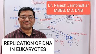 2 Replication of DNA in Eukaryotes New [upl. by Ana]