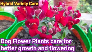 How to care Hybrid Antirrhinum flower plant  Dog Flower care in Hindi [upl. by Jean]