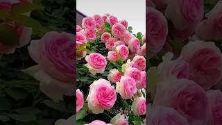 Wonderful Eden rose garden 89 [upl. by Royce]