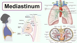 mediastinum [upl. by Halonna]