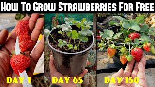 How To Grow Strawberries From Seed  SEED TO HARVEST [upl. by Analaj]