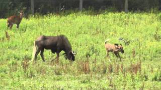 Black Wildebeest Calf Newquay Zoo 3rd August 2013 [upl. by Aratak]