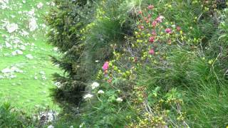 Alpengarten Schynige Platte [upl. by Kired]