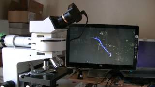 microscope a fluorescence Leitz dialux 20 demonstration [upl. by Novyart]