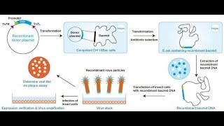 Baculovirus insect cell expression system [upl. by Enidlarej]