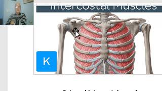 Anatomy for applied medical scienceRespiratory Department 7 Intercostal muscles by DrWahdan [upl. by Herald]