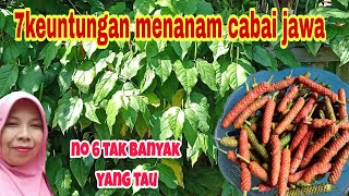 7 KEUNTUNGAN MENANAM CABE JAMU ATAU CABE JAWA [upl. by Ahsital]