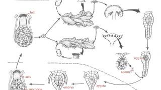 Marchantia Life Cycle [upl. by Lemrac979]