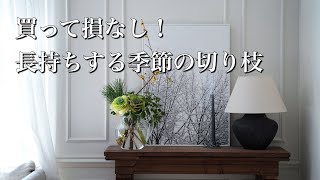 水に挿すだけ！長持ちする切り枝、発根する植物 [upl. by Paschasia225]