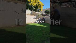 Overseeding lawncare song music lawnmaintenance grass fall automn beetlejuice [upl. by Ellednahs614]