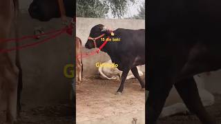 Girlando dairy farmcow 2dant dairyfarmingcow trending top milk cattle farming [upl. by Anirdnajela]