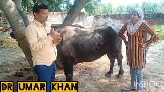 Treatment of vomiting in buffalo ।gay Bhains Mein ulti ka ilaaj । Dr umar khan [upl. by Nodnarbal]