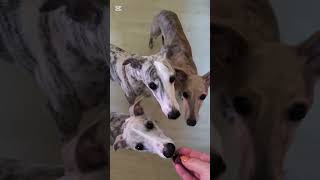 Whippets amp beef liver  yummy [upl. by Janetta]