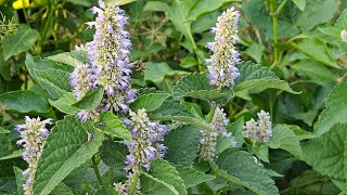 Plant of The Week Herbs Agastache or Anise Hyssop [upl. by Acirfa]