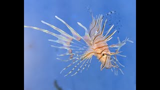 Juvenile lionfish [upl. by Demmahum]