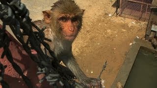 Divebombing macaques  Monkey Planet Preview  BBC One [upl. by Glaab893]