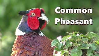 Pheasant Sounds and Close Up ⭐ Very Beautiful Common RingNecked Pheasant in 4K ⭐ [upl. by Idola]