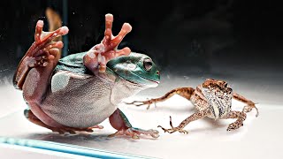 Australian Green Tree Frog VS Lizard [upl. by Adur460]