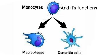 Monocytes Macrophages Dendritic cell and its functions [upl. by Lurleen185]