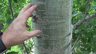 Identifying quaking trembling aspen [upl. by Mikkanen]