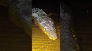 swamp puppy behavior viralwildlifeyoutubealligatorcrocodileeducationalprofessionalanimals [upl. by Clayton]